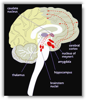 Illustration for article titled What cannabis actually does to your brain
